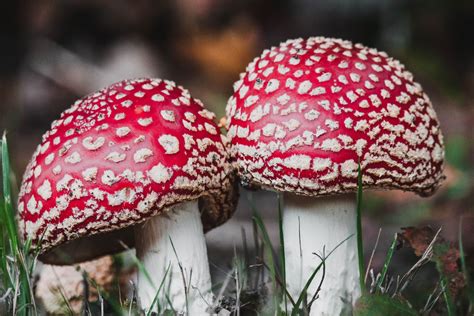 A Guide to Finding and Identifying Magic Mushrooms in the Inland Empire